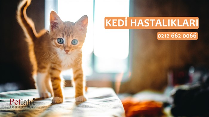 kedi hastalıkları