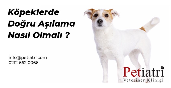 Köpeklerde aşılama