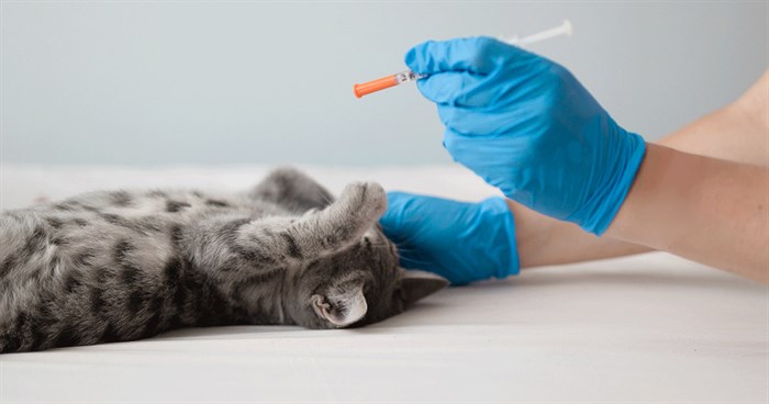 kedi ve lösemi aşısı